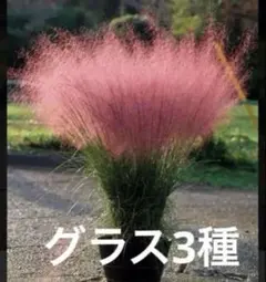 ②オーズプランツさん苗4点セット札付きポットごとメルカリ便バラ売り不可 ②オーズプランツさん苗4点セット札付きポットごとメルカリ便