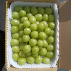 数量限定タイムセール11時まで岡山県産シャインマスカット粒 秀品のサムネイル
