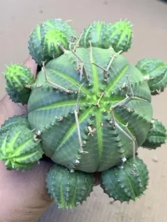 輸入株 ユーフォルビア オベサ錦 カキコ カット苗 ③ 送料込み - メルカリ