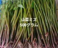 山菜ミズ 500グラムのサムネイル