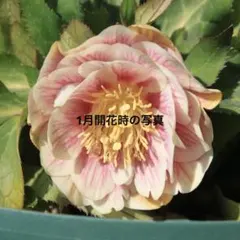 2026年最新】広瀬園芸の人気アイテム - メルカリ