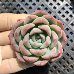 SALE❗️760多肉植物 エケベリア エレガンス カット苗 寄せ植え