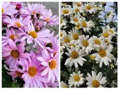 黄色スプレー咲き 小菊 元気な冬至芽 - メルカリ