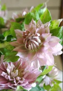 のこのこ様 リクエスト 3点 まとめ商品