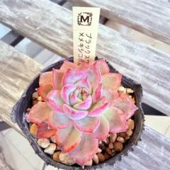 2026年最新】メキシコポルデンシスの人気アイテム - メルカリ