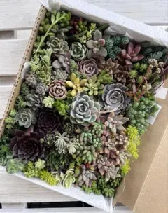 多肉植物　詰め合わせ　カット苗　宅急便コンパクト