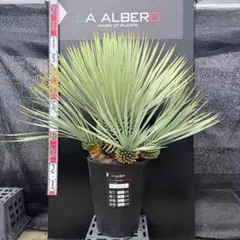AL1295】ユッカ ロストラータ - メルカリ