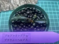 ブセファランドラsp. キングデビル - メルカリ