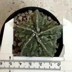 2025年最新】ランポー玉の人気アイテム - メルカリ