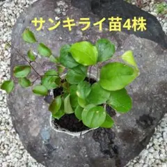 サンキライの苗4株 雌雄不明 Wのサムネイル
