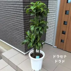 特級品】ドラセナ ドラド 10号鉢 斑入り 特大極上苗3本立ち 希少観葉