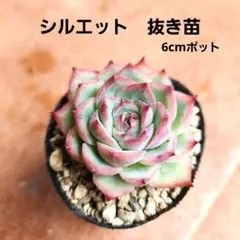 多肉植物　シルエット　抜き苗のサムネイル