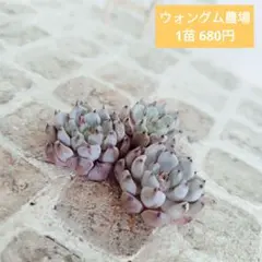 ウォングム農場◎クリッシーエヌライアン(綴化群生)◎多肉植物 カット