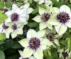 2026年最新】クレマチス 挿し木苗の人気アイテム - メルカリ