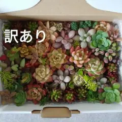 訳あり　多肉植物カット苗抜き苗　詰め合わせ