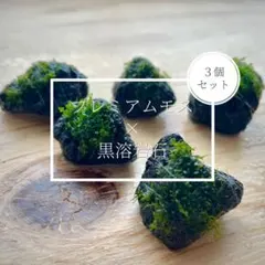 【新鮮！巻きたて発送】プレミアムモス 黒溶岩石 3このサムネイル