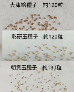 sentaro-hausu 状態確認必須様 リクエスト 2点 まとめ商品