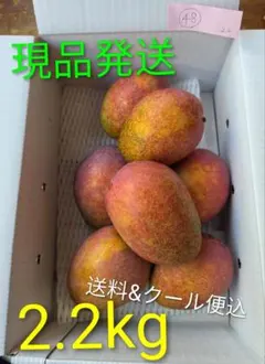 48現品発送！台風前セール沖縄県産マンゴー☆2.2kgクール代込☆のサムネイル