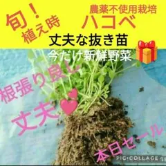 Item thumbnail for item 006a53a8-0929-4bf4-bf50-ec7ba4d48e98