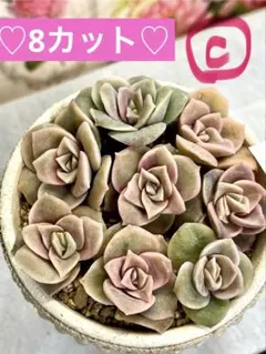 多肉植物　エケベリア　©︎ラブリーローズ8カット　寄せ植え　初心者
