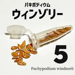 2026年最新】パキポディウム ウィンゾリーの人気アイテム - メルカリ