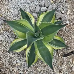 アガベ　オバティフォリア　オルカ②　【7/21撮影】☆未発根☆ アガベ オバティフォリア オルカ 大型 親株 約25センチ 鉢ごと発送