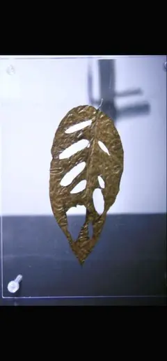 モンステラ 葉脈標本 アクリルフレーム入り インテリア
