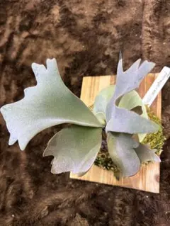 magnolia様 リクエスト 2点 まとめ商品