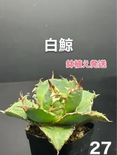 2025年最新】アガベ牡丹葉白鯨の人気アイテム - メルカリ