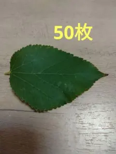 桑の葉 50枚 無農薬　メルカリ便