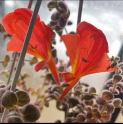 コルムネア　イワタバコ　観葉植物　熱帯植物のサムネイル