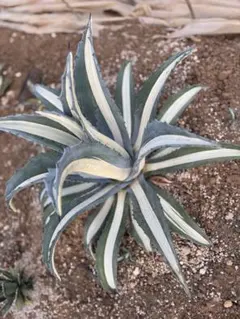 アガベ　華厳 65センチ❗ アガベ 華厳 65センチ❗ 2025年最新】アガベ 華厳の人気アイテム