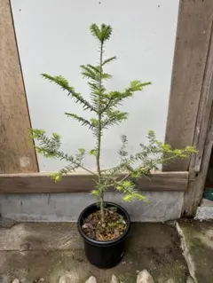 Cedrus libani Atlantica Aurea コニファー 針葉樹 - メルカリ