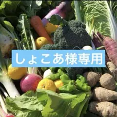 しょこあ様専用　獲れたて新鮮野菜詰め合わせ　70サイズ