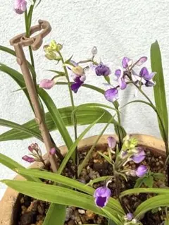 ウチョウラン寄せ植え　現品発送のサムネイル
