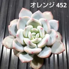 オレンジ 452 エケベリア 多肉植物 抜き苗