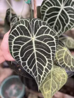 アンスリウム クライン（Klein）美株 新葉あり ベルベット系 観葉植物