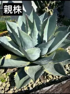 abu様　オバティサナ　シースター　地植え　大株 地植えの投稿画像 by ちょぶさん｜成長記録と今日の一枚とアガベ
