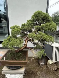 【直接引取限定】庭木 五葉松 段づくり 樹高約2m80㎝ 日本庭園 盆栽 植木 直接引取限定】庭木 五葉松 段づくり 樹高約2m80㎝ 日本庭園 盆栽 植木