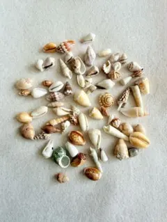 宮崎県天然貝殻50個セット