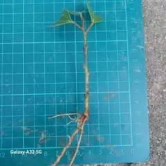 ぱんたろん様 リクエスト 2点 まとめ商品