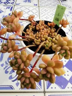 ♣nekomanma様 リクエスト 3点 まとめ商品