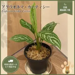 2026年最新】アグラオネマ カーティシーの人気アイテム - メルカリ