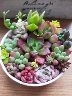 多肉植物セダムそのまま飾れる1セット ６センチ