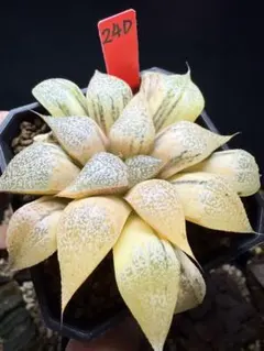 24a 多肉植物 ハオルチア　白泉殿錦糊斑　自家繁殖　鉢植え発送 24a 多肉植物 ハオルチア 白泉殿錦糊斑 自家繁殖 鉢植え発送 - メルカリ