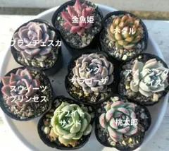 エケベリア等セット