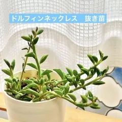 ドルフィンネックレス　根付き　抜き苗　写真苗　多肉植物