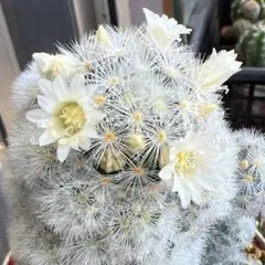 多肉植物　サボテン　カルメナエ　カット苗　3個のサムネイル