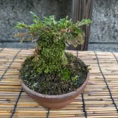 シノブシダ、岩松イワヒバ 苔盆栽 陶器鉢付 - メルカリ