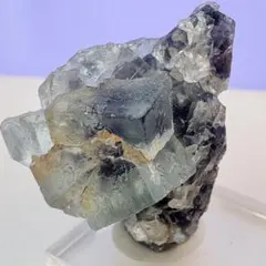 2026年最新】透明標本の人気アイテム - メルカリ